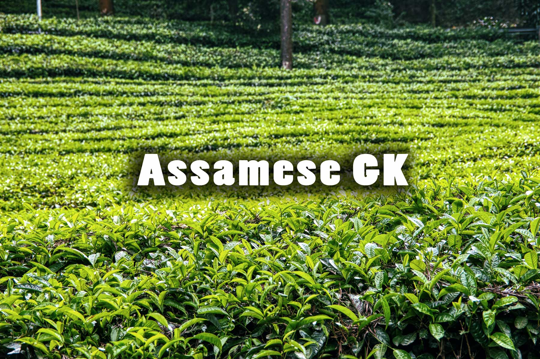 Assamese GK Sample Questions and Answers